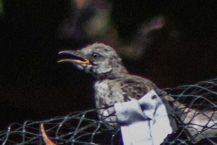 Northern Mockingbird - ML642133246