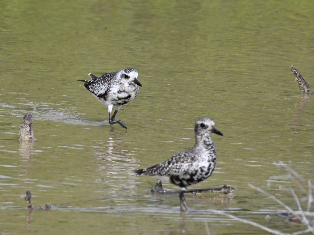 Black-bellied Plover - ML642133247