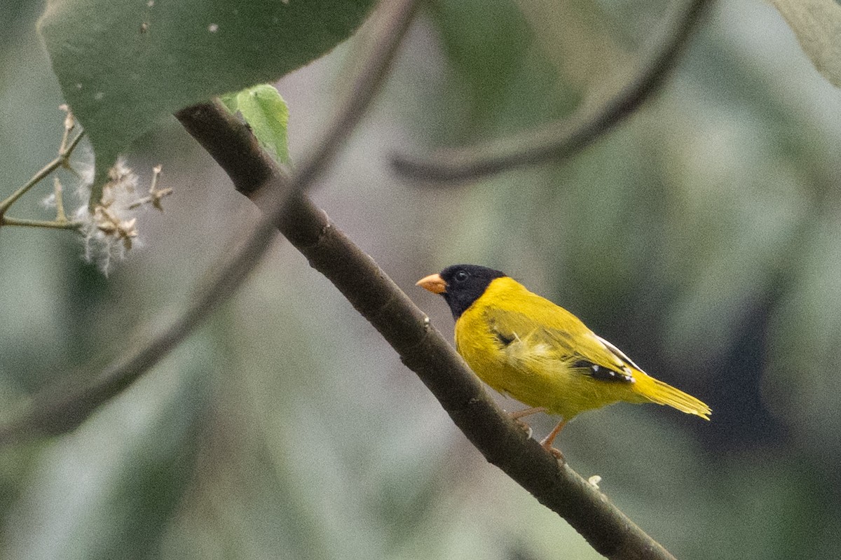 Black-tailed Oriole - ML642133256