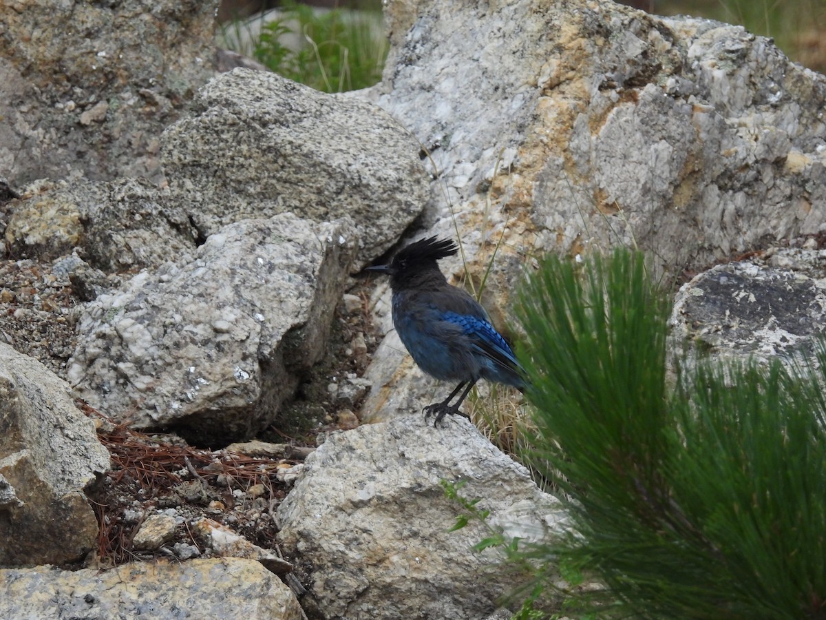 Steller's Jay - ML642133267
