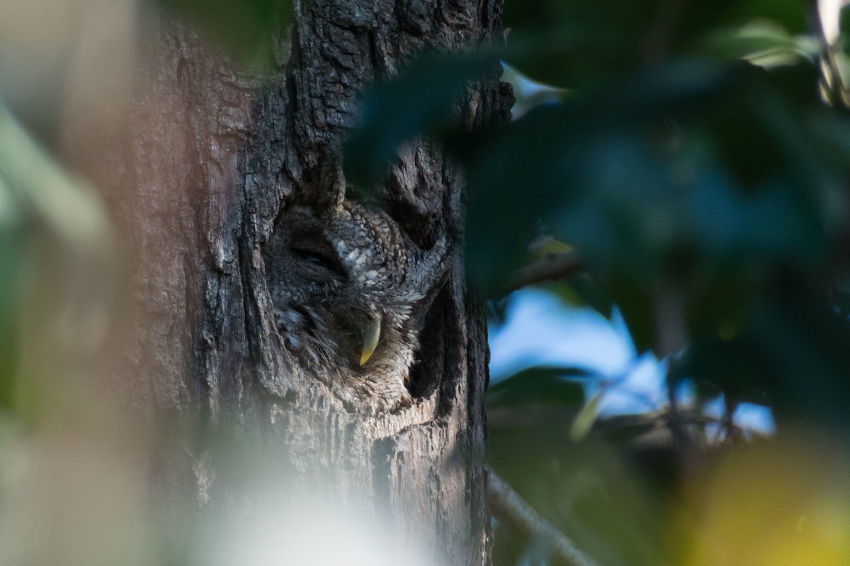 Tropical Screech-Owl - ML642133274