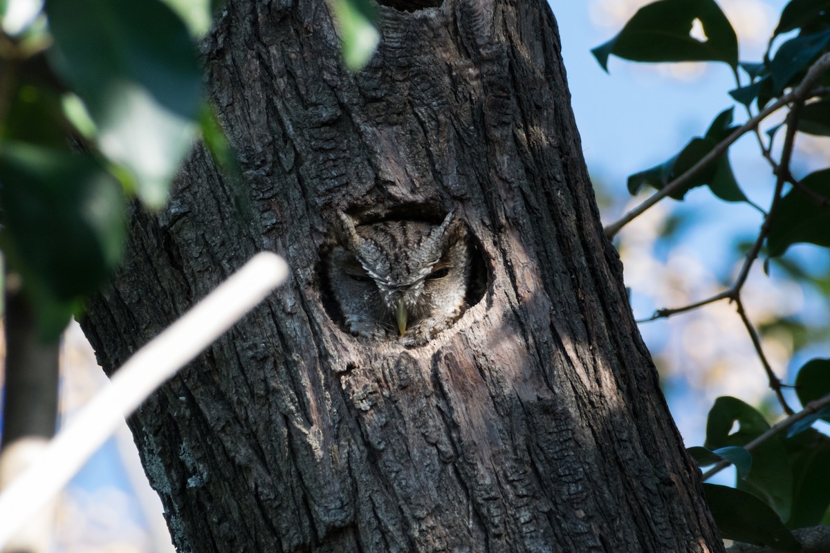 Tropical Screech-Owl - ML642133275