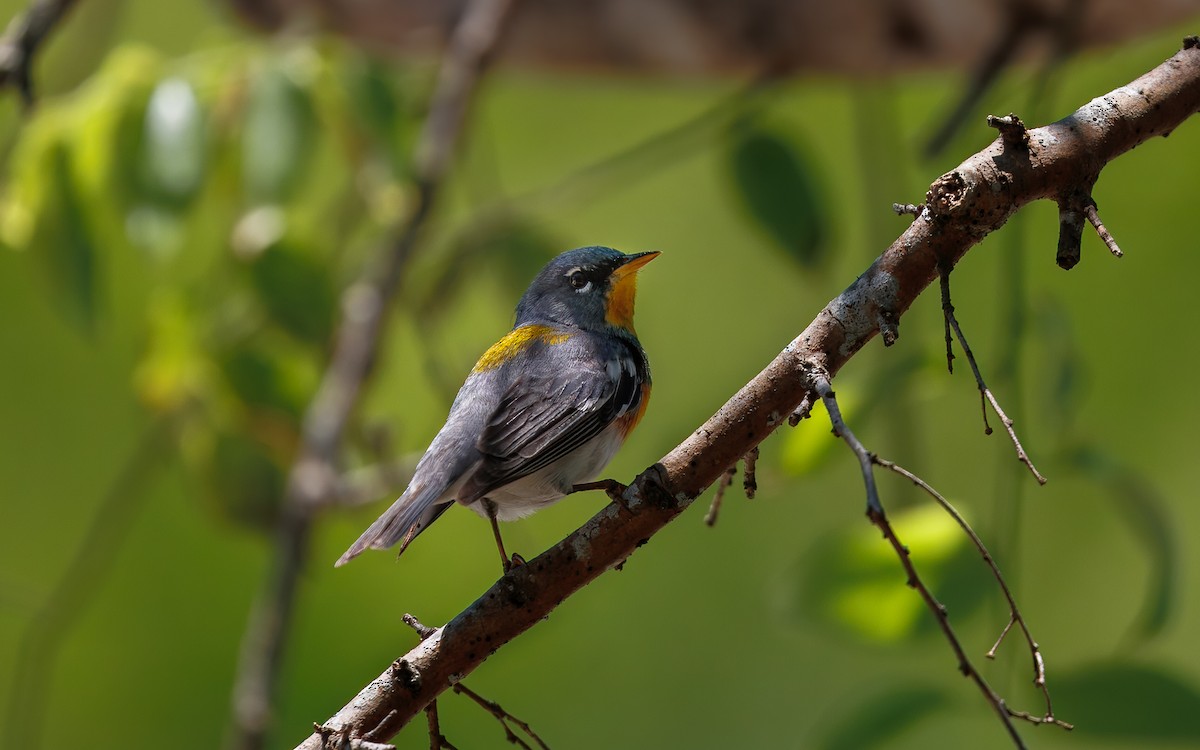 Northern Parula - ML642133276