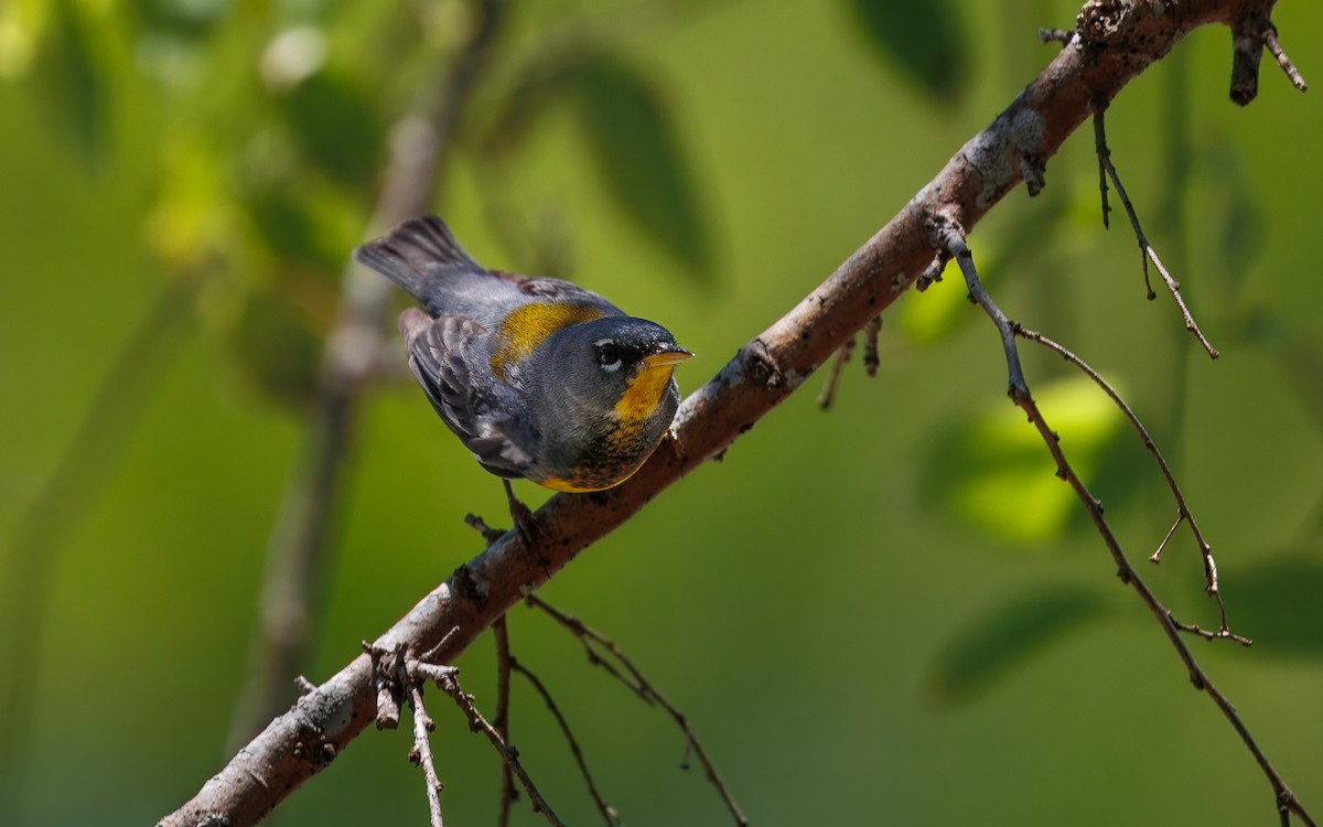 Northern Parula - ML642133277