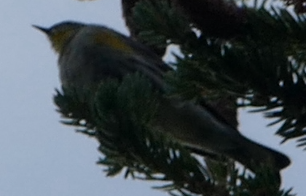 Yellow-rumped Warbler (Audubon's) - ML642133287