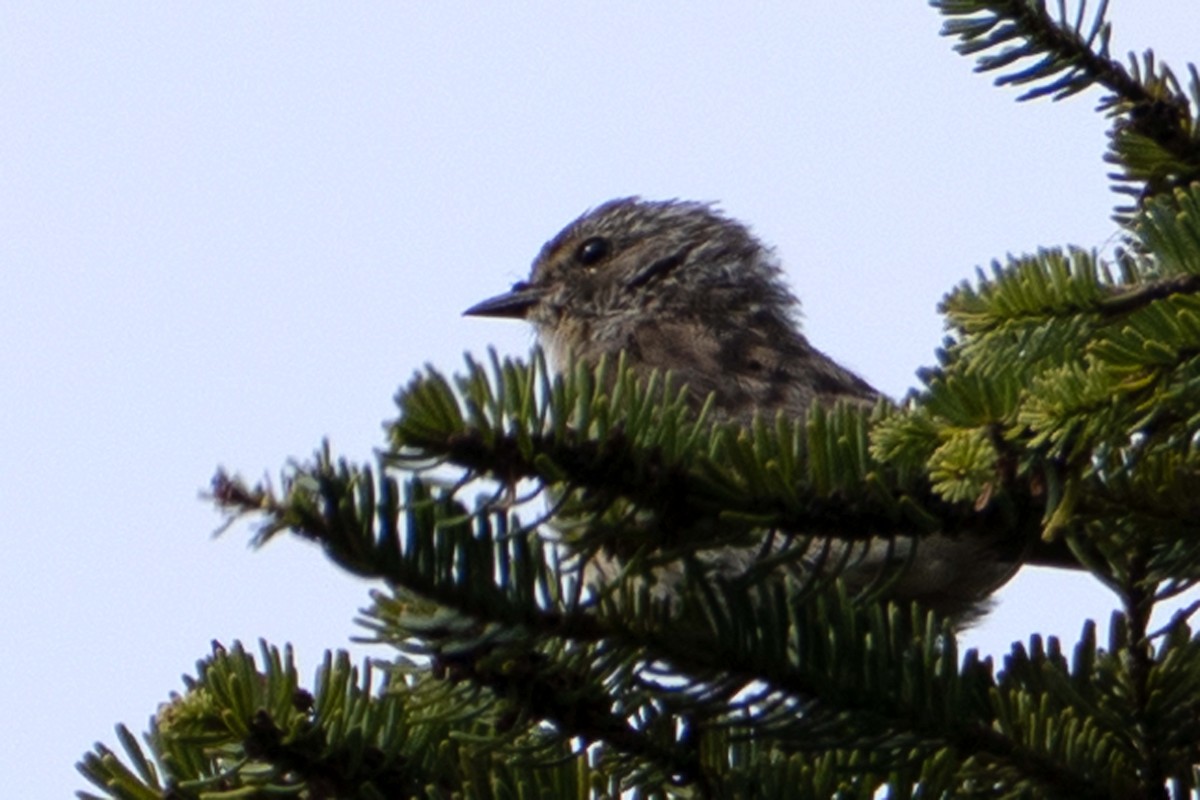 Pine Siskin - ML642133296
