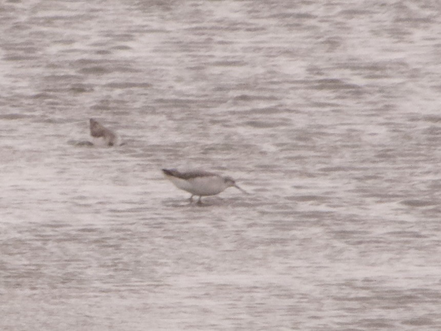 Wilson's Phalarope - ML642133297