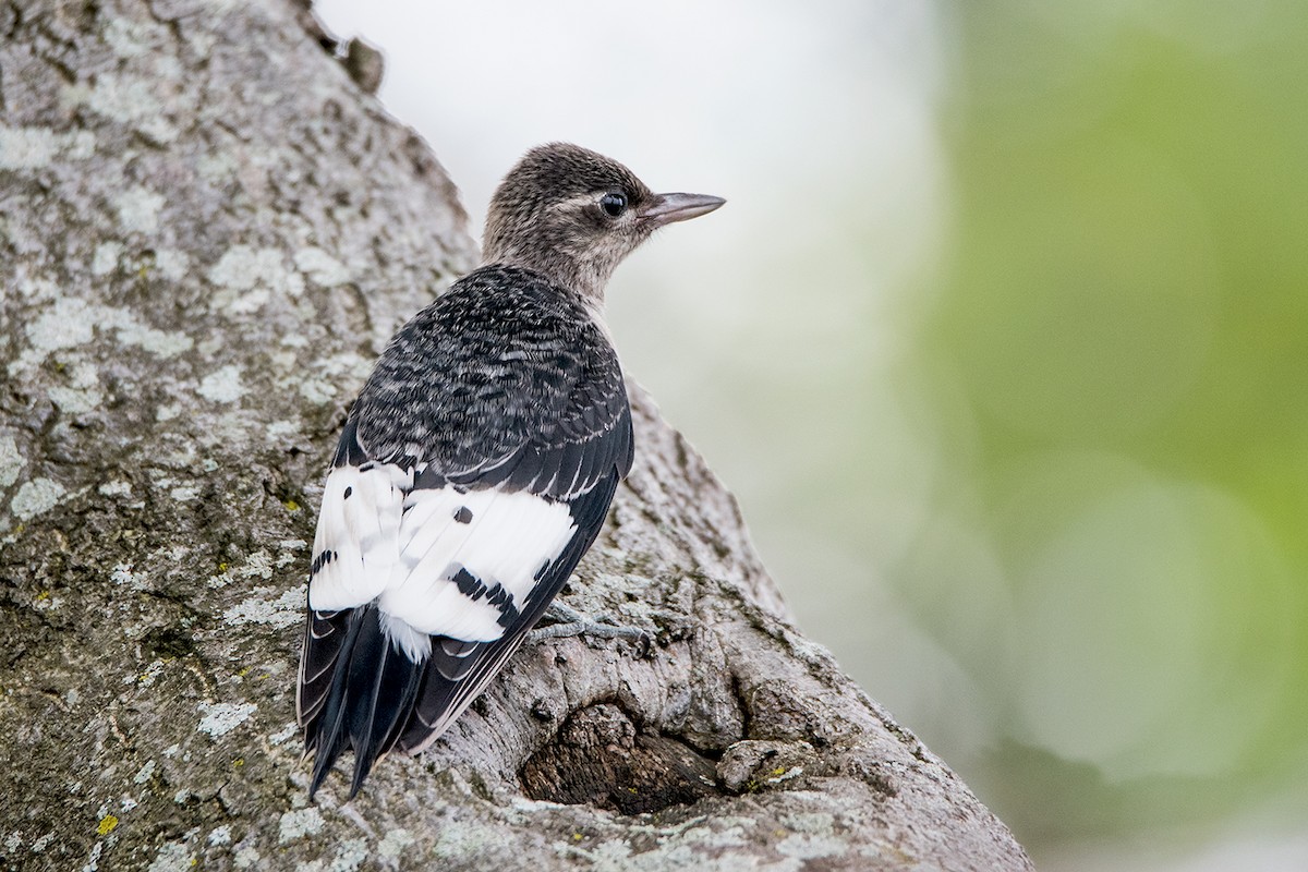 Red-headed Woodpecker - ML64213331