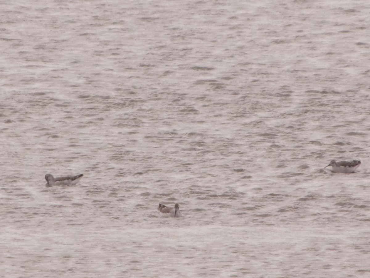 Wilson's Phalarope - ML642133310