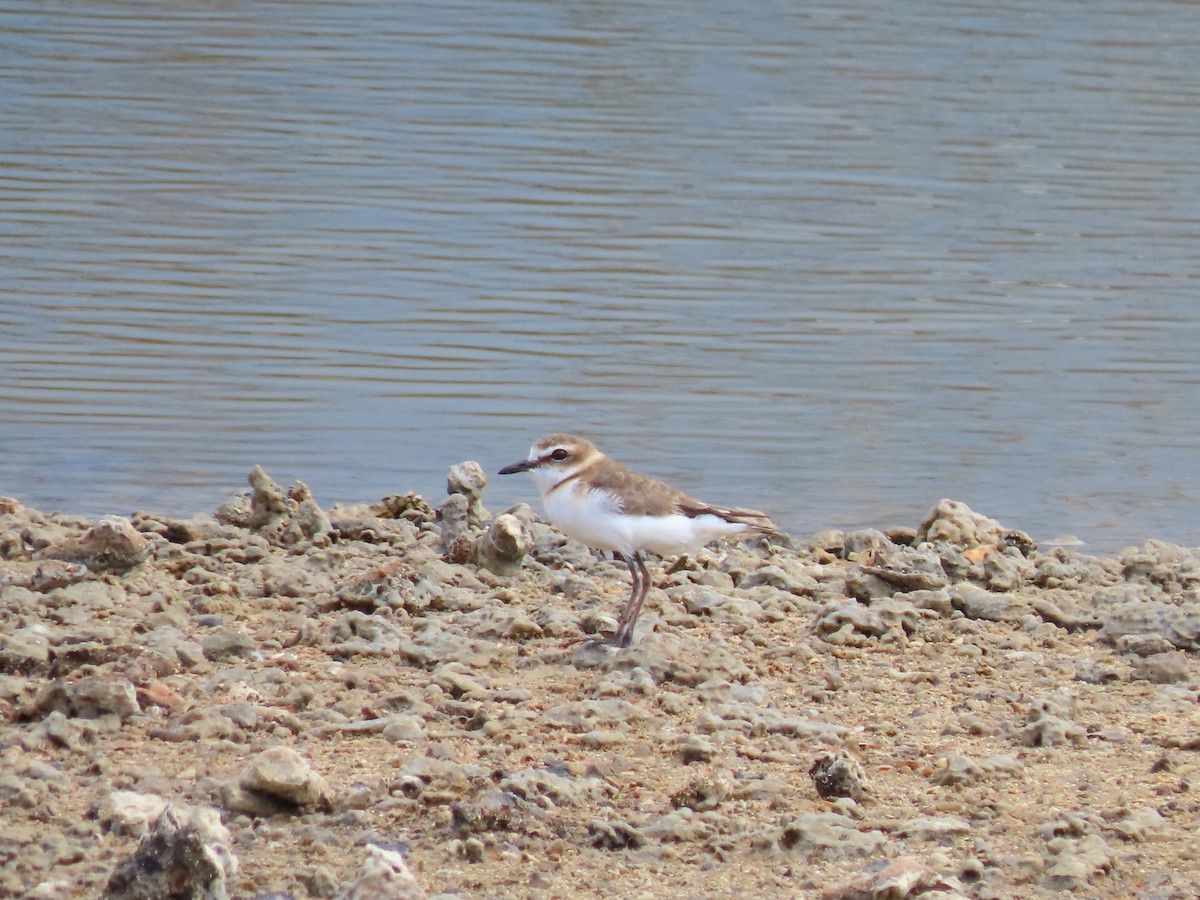 Javan Plover - ML642133313