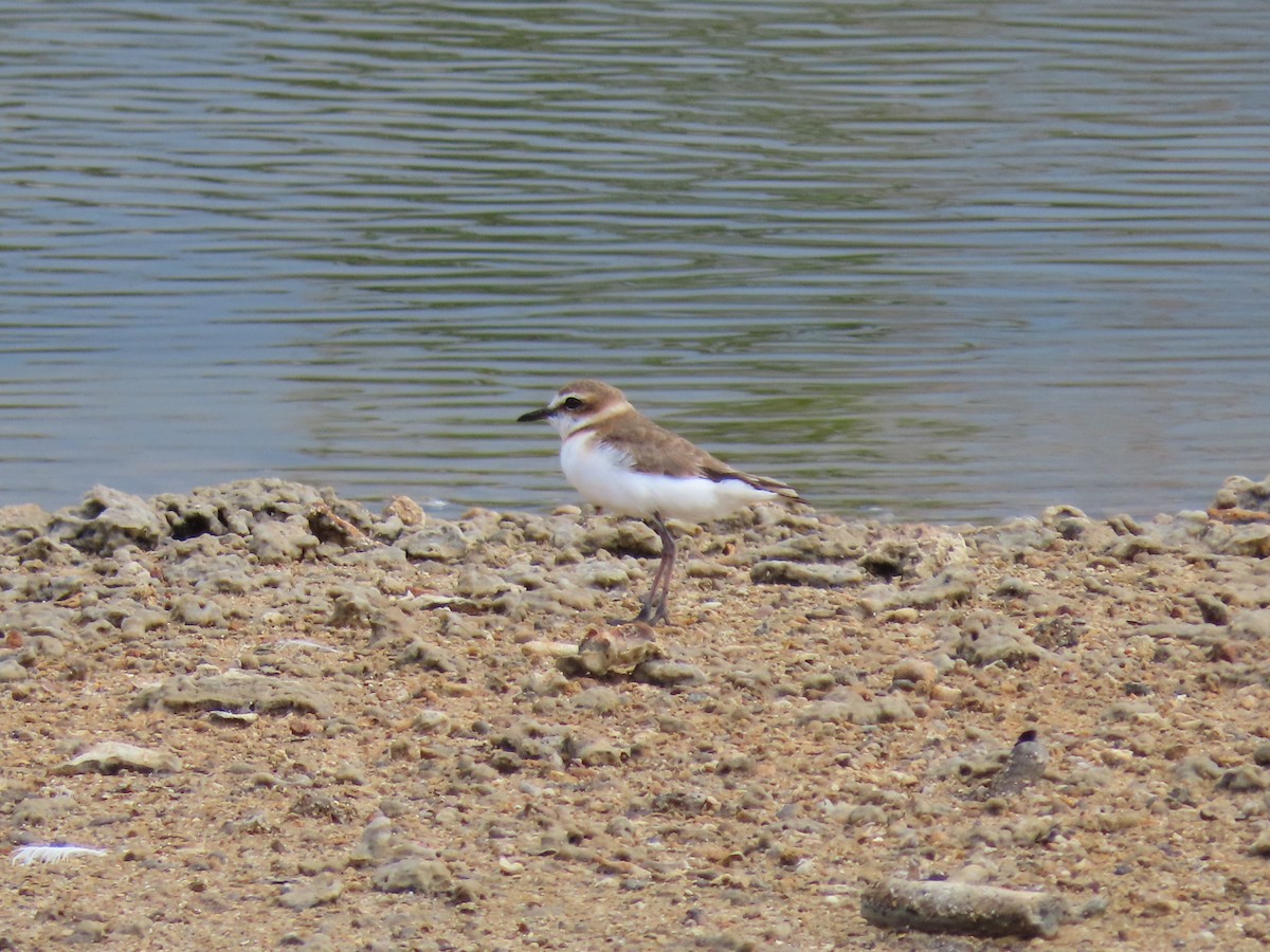Javan Plover - ML642133314