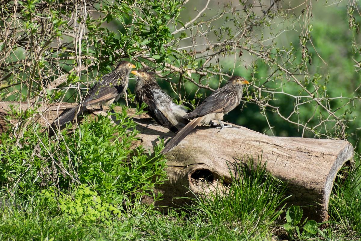 Guira Cuckoo - ML642133316
