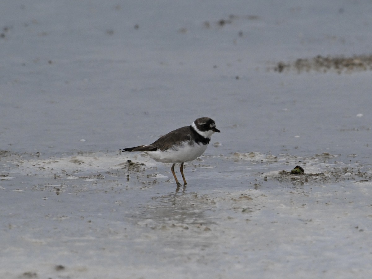 Semipalmated Plover - ML642133317