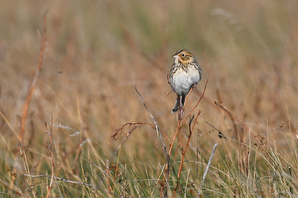 Baird's Sparrow - ML642133327