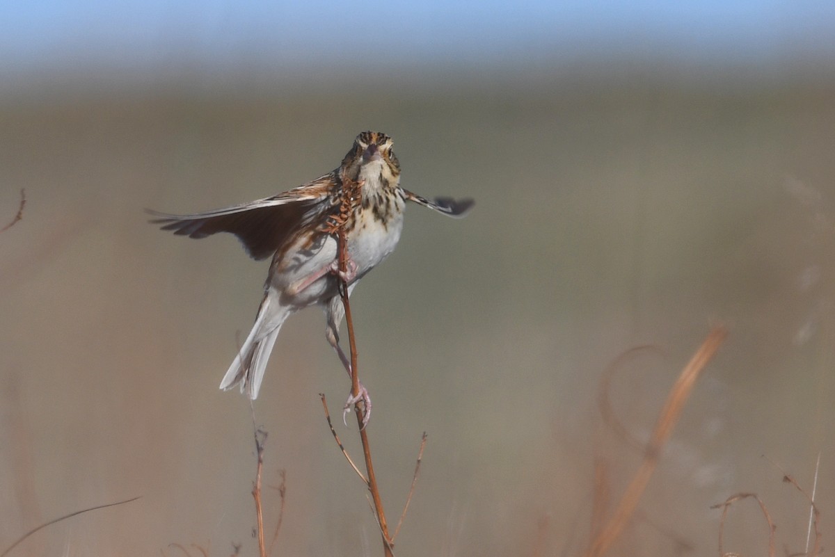 Baird's Sparrow - ML642133328