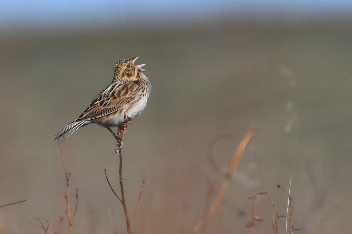 Baird's Sparrow - ML642133330