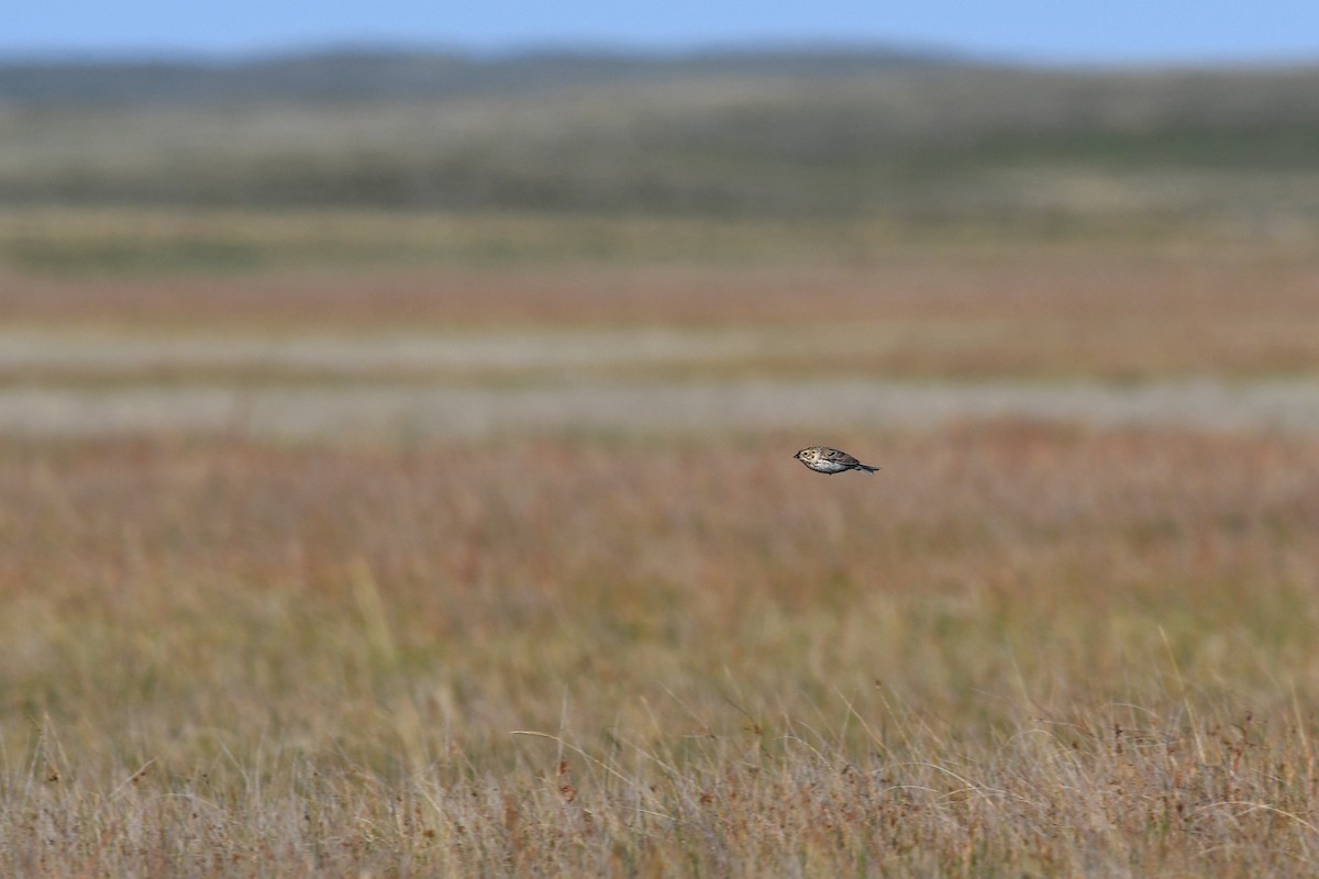 Baird's Sparrow - ML642133331