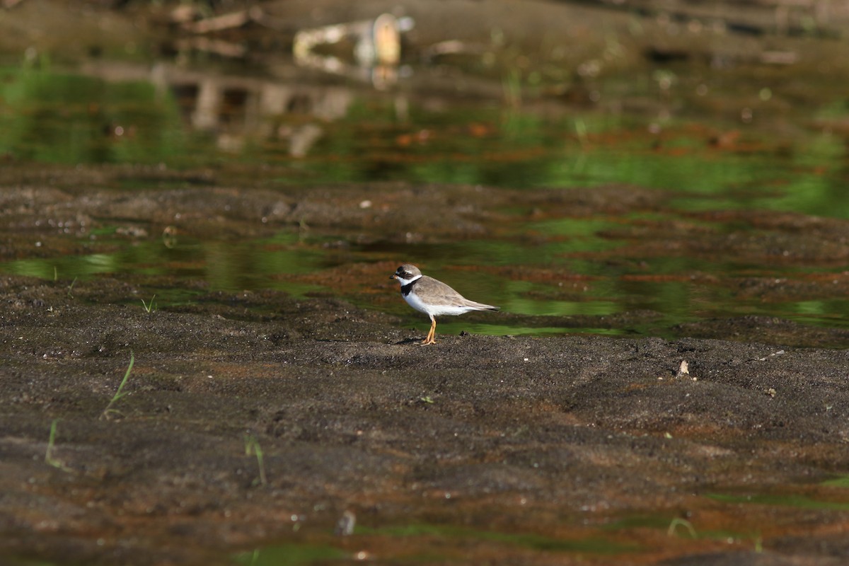 Semipalmated Plover - ML642133337