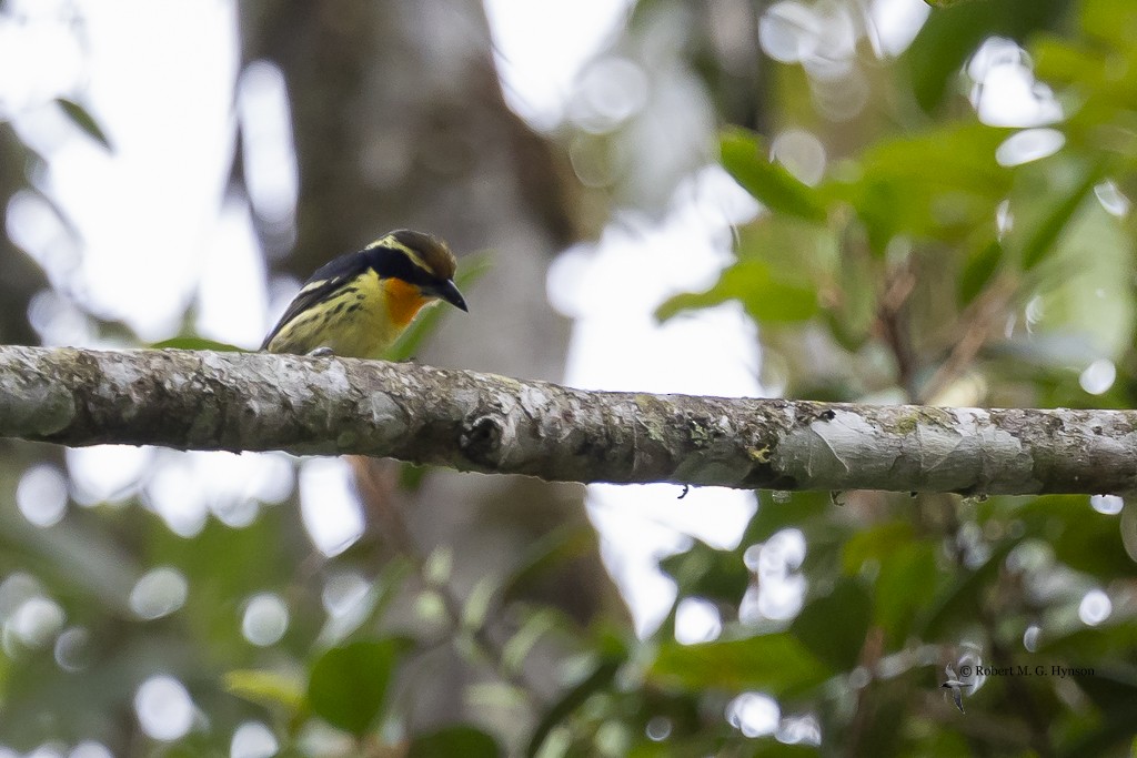Gilded Barbet - ML642133343