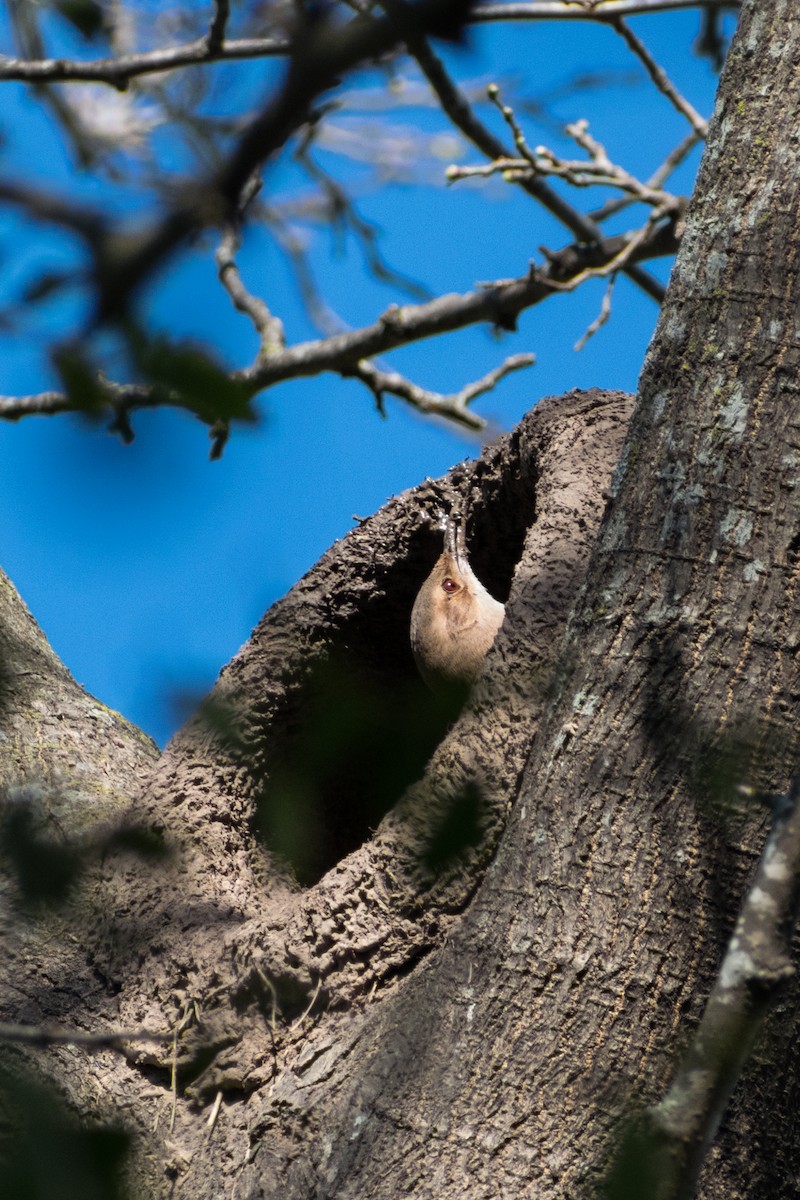 Rufous Hornero - ML642133344