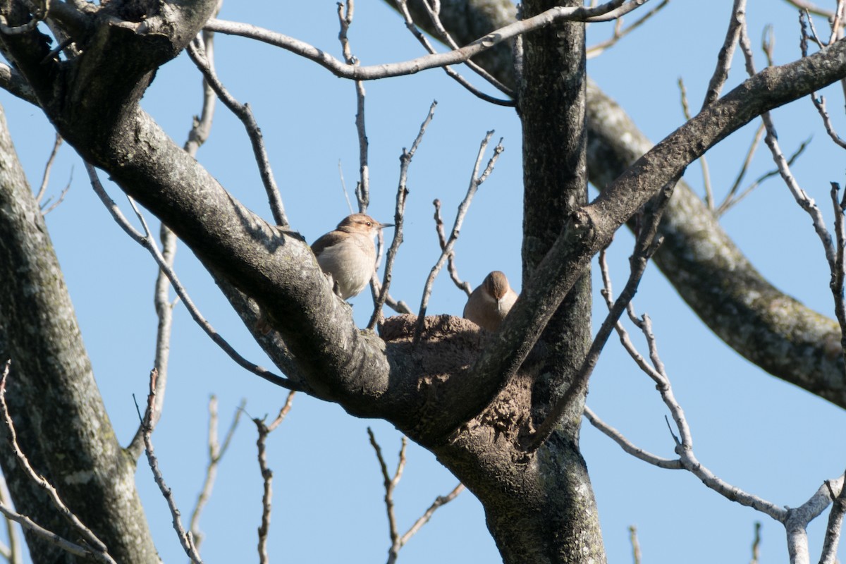 Rufous Hornero - ML642133345
