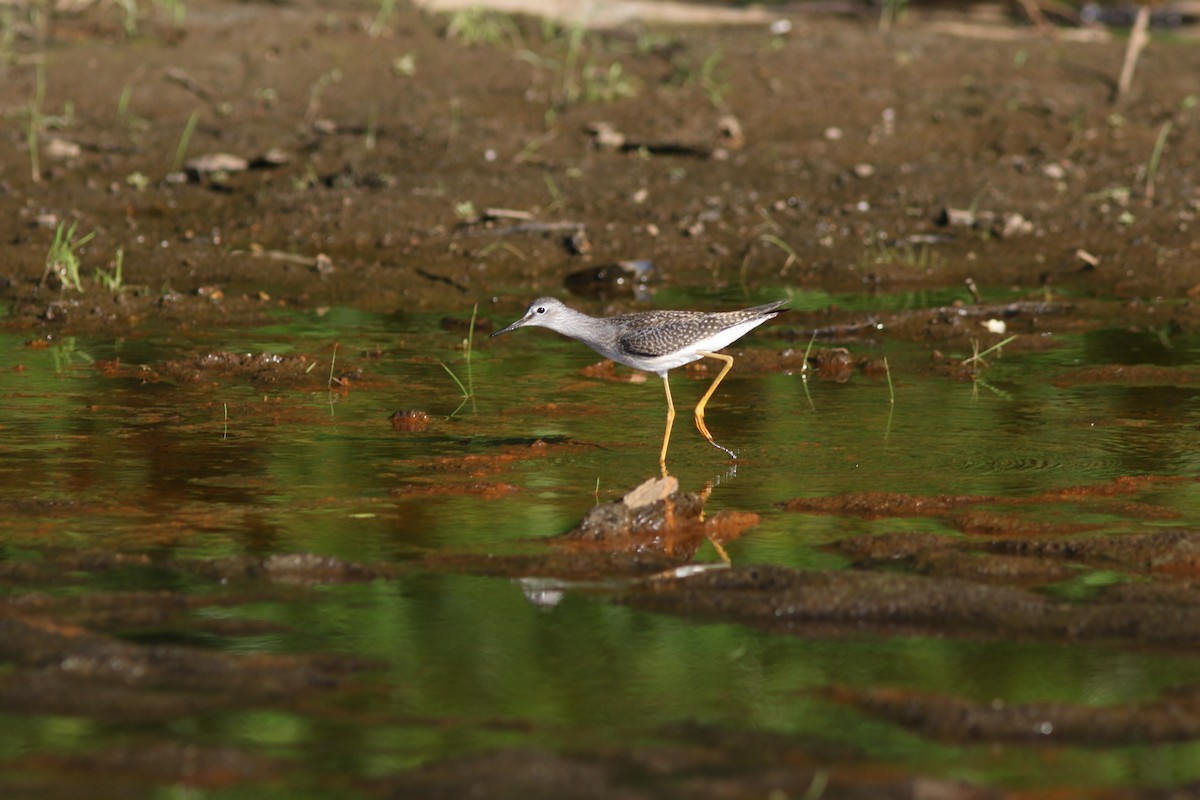 Lesser Yellowlegs - ML642133346