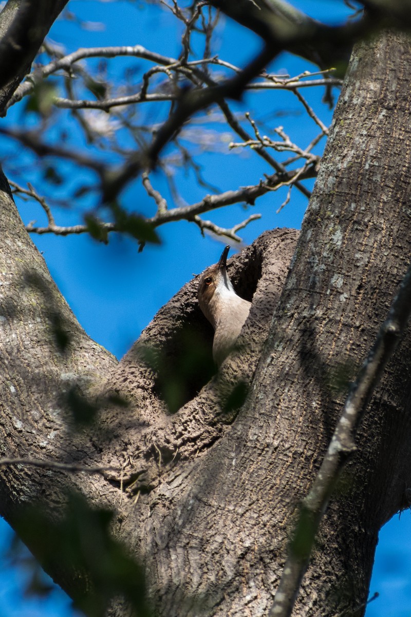Rufous Hornero - ML642133349