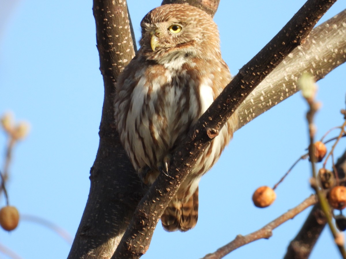 Ferruginous Pygmy-Owl - ML642133351
