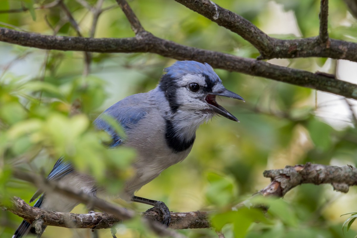 Blue Jay - ML642133353