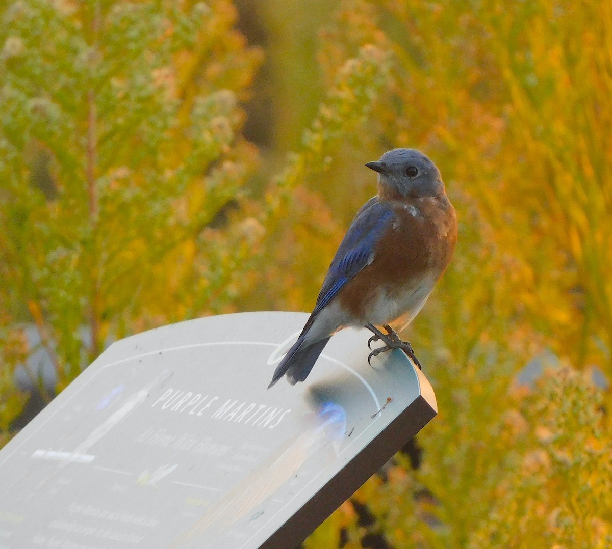 Eastern Bluebird - ML642133355