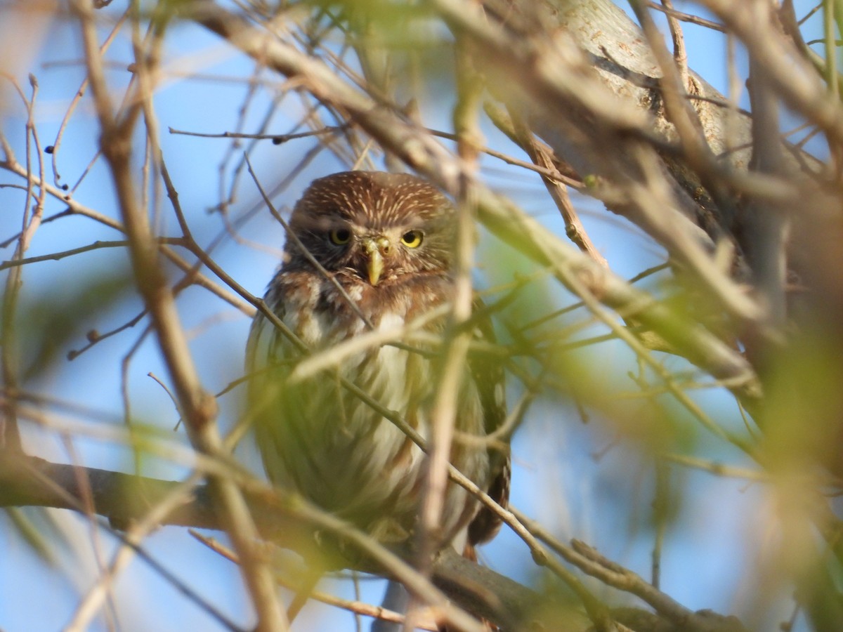 Ferruginous Pygmy-Owl - ML642133357