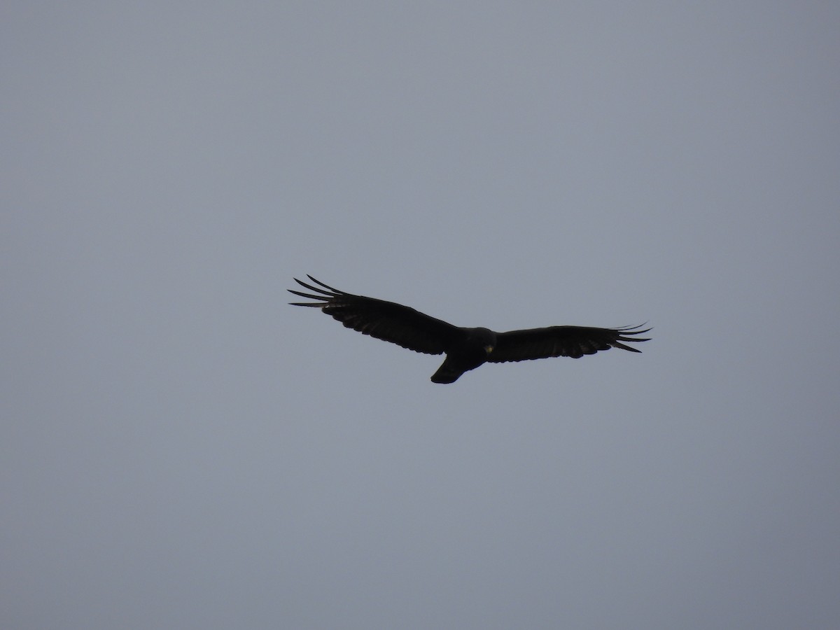 Zone-tailed Hawk - ML642133370