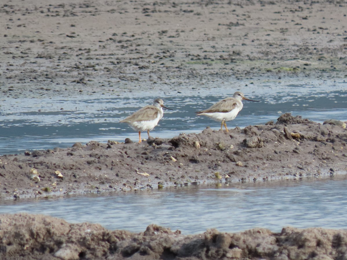 Terek Sandpiper - ML642133384