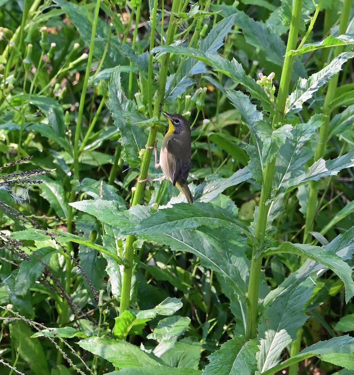 Common Yellowthroat - ML642133388