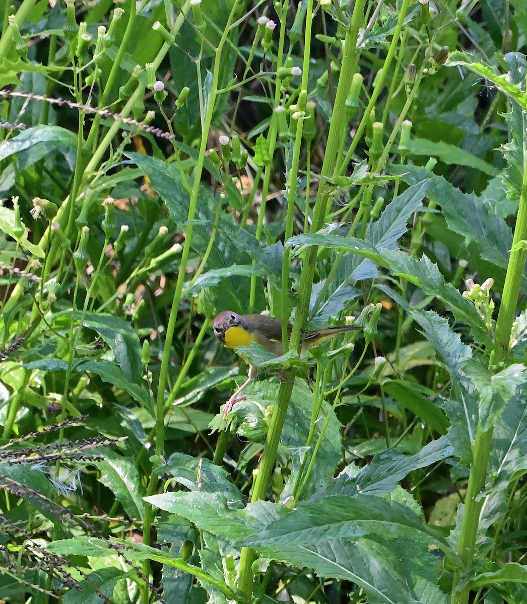 Common Yellowthroat - ML642133389