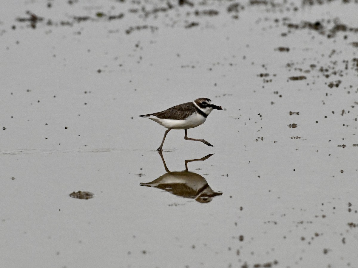 Wilson's Plover - ML642133390