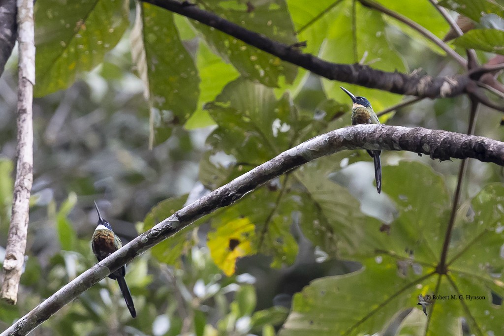 Purplish Jacamar - ML642133393