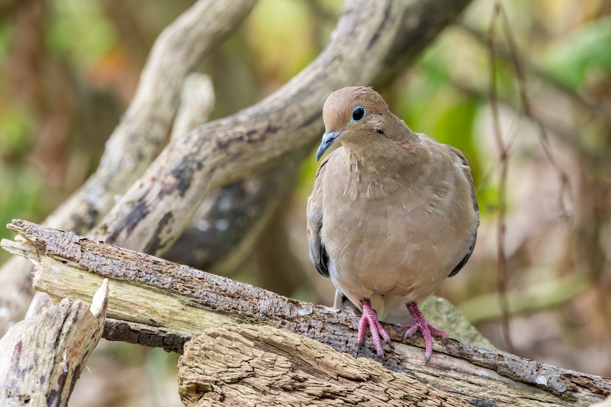 Mourning Dove - ML642133395