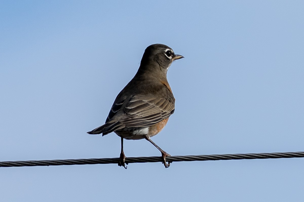 American Robin - ML642133397