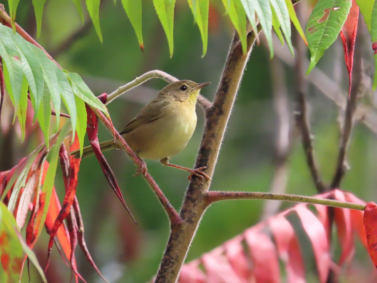 Common Yellowthroat - ML642133398