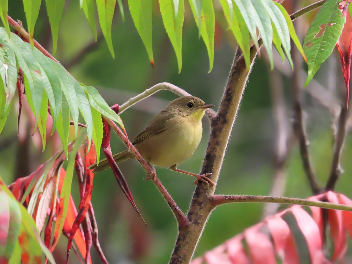 Common Yellowthroat - ML642133399