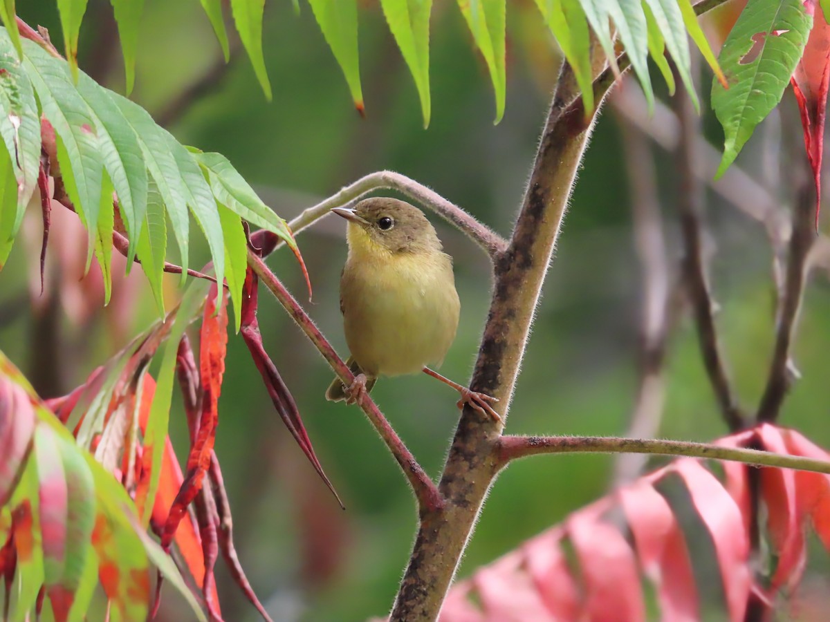 Common Yellowthroat - ML642133400