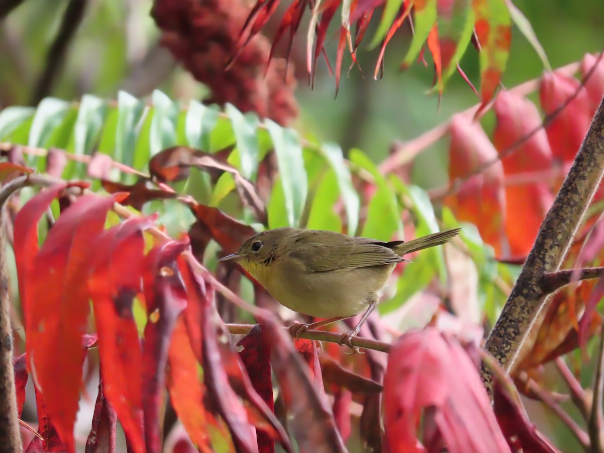 Common Yellowthroat - ML642133401
