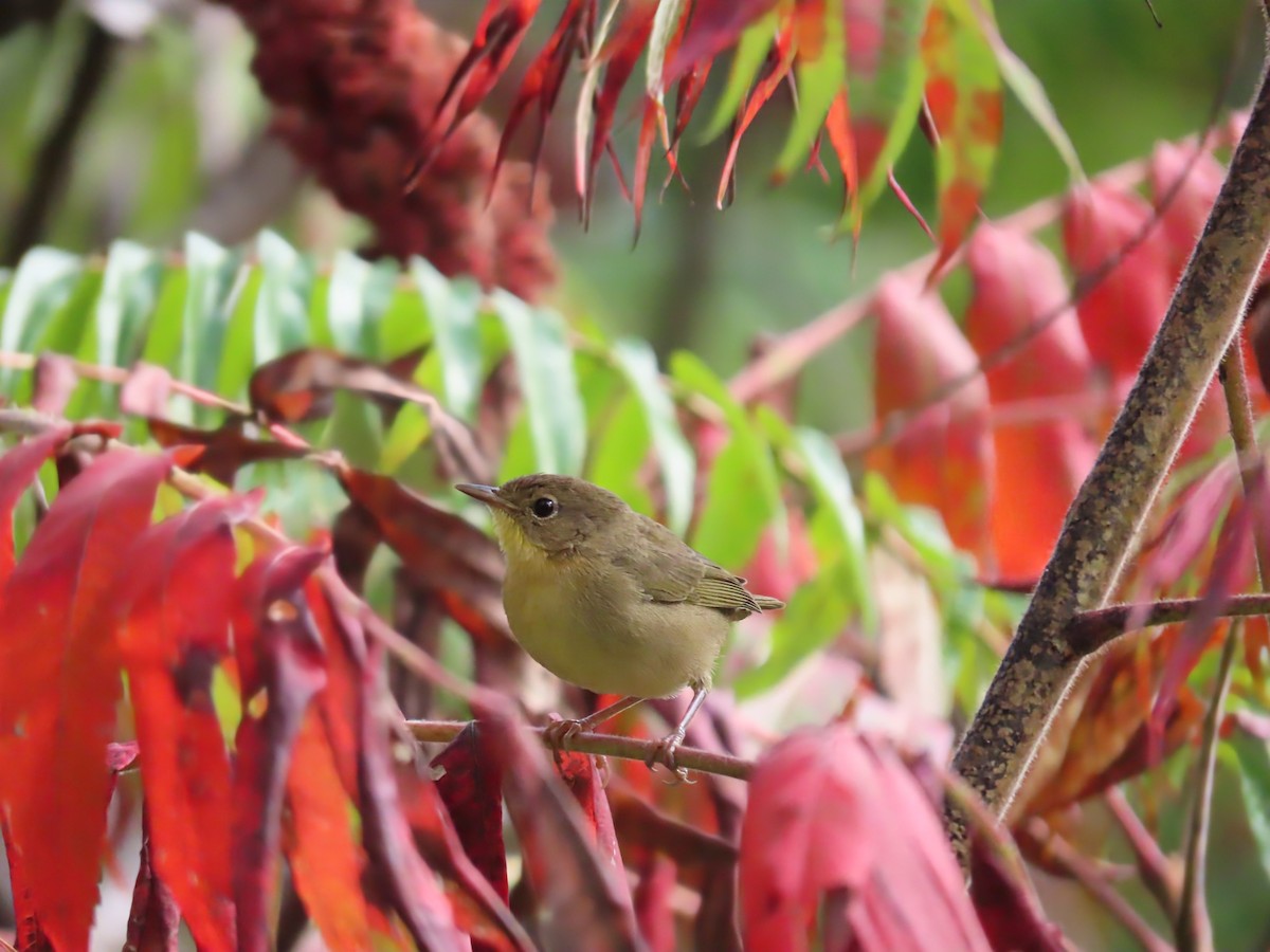 Common Yellowthroat - ML642133402