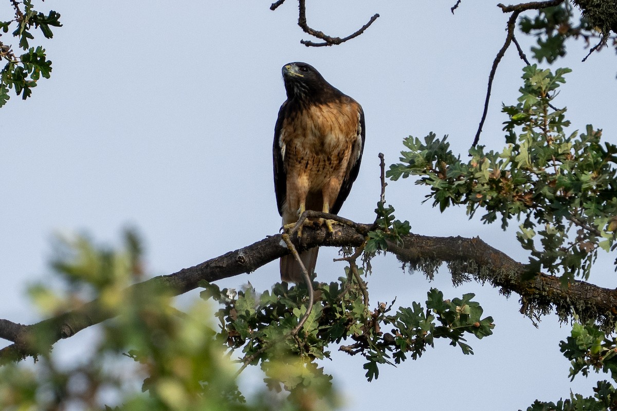 Red-tailed Hawk - ML642133404