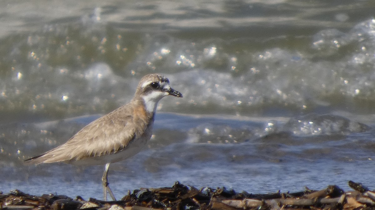 Siberian Sand-Plover - ML642133405