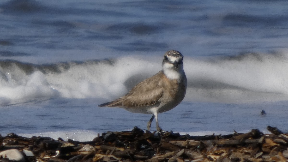 Siberian Sand-Plover - ML642133406