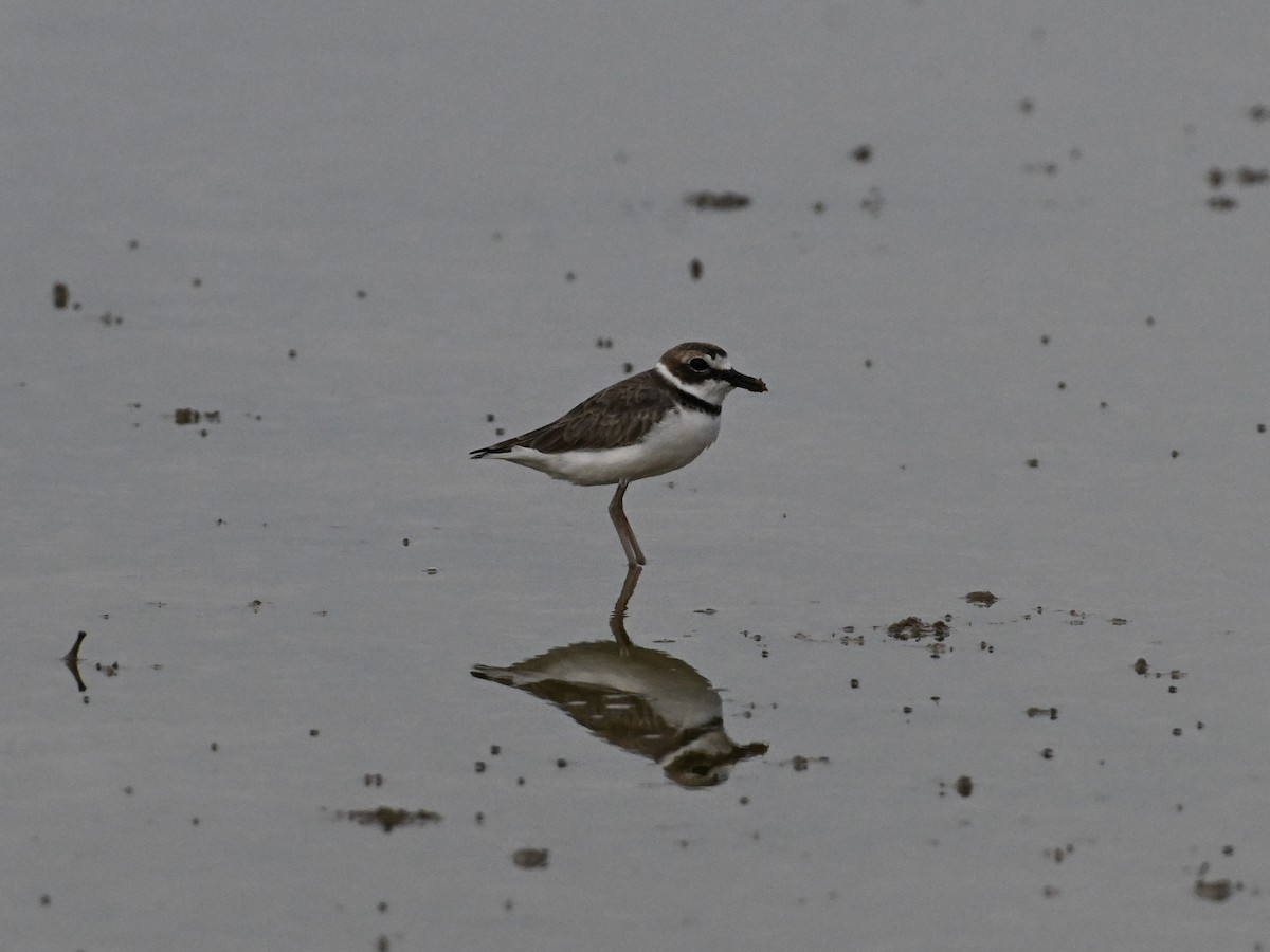 Wilson's Plover - ML642133416