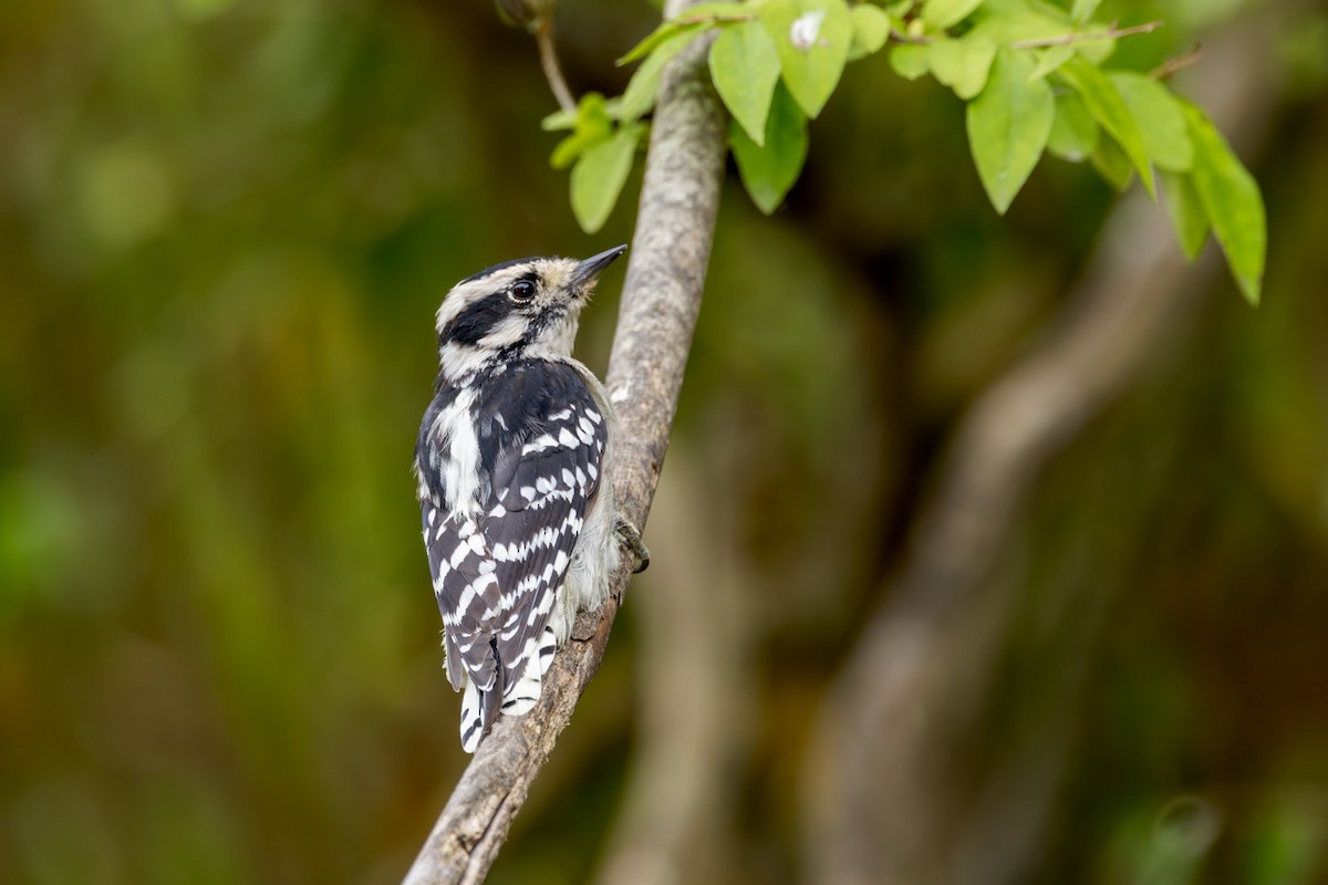 Downy Woodpecker - ML642133425