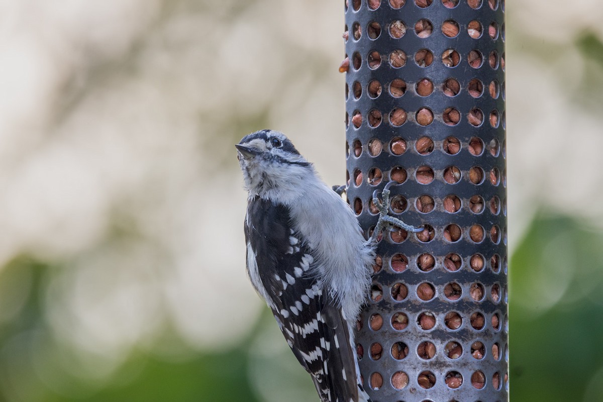 Downy Woodpecker - ML642133426